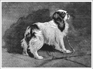 -Spaniel of Madame Royal.